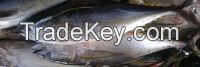 Highest Quality Tuna Fish and Reef Fish