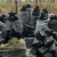 Top Quality Hardwood Charcoal for sale