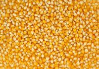 STOI YELLOW CORN