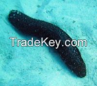 SEA CUCUMBER