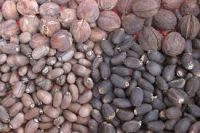 JATROPHA SEED