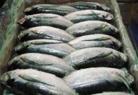 Frozen Mackerel Fish Whole