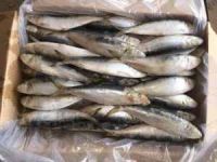 FROZEN SARDINE FISH