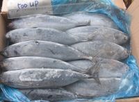 FROZEN BONITO FISH