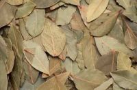 BAY LEAVES