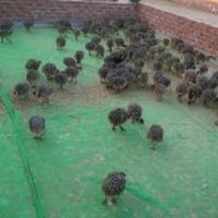 Ostrich Chicks. Live Ostrich Birds, Ostrich Eggs, Fertile Eggs, Day Old Chicks