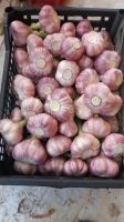 Fresh red garlic