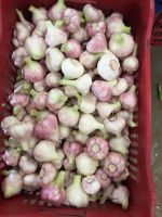 Fresh Garlic : (White , Red)