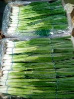 Fresh green onions