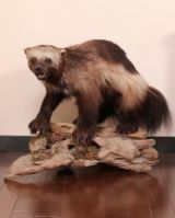 TAXIDERMY MOUNTS