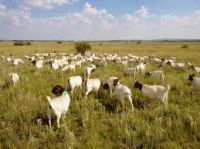 100% Full Blood Boer Goats, Live Sheep, Cattle, Lambs