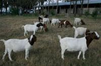 High Milking Saanen Goats and Boer Goats