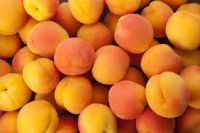 Good Quality Fresh / Dried Apricot for Sale Thailand Origin