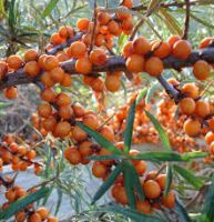 100% Natural sea buckthorn seed essential oil