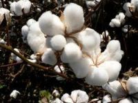 Raw Cotton Bales