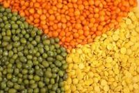 Brown Lentils dried Green Red. Brown and yellow lentils for sale