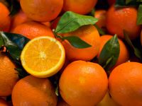 High Quality Fresh Sweet Navel Oranges