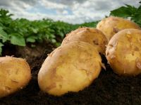 wholesale high quality fresh yellow delicious potato