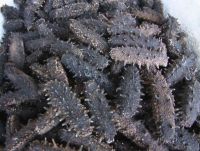 Priemium Quality FROZEN CLEANED SEA CUCUMBER Dried Sea Cucumber