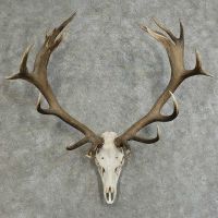 ( Premium Quality ) Deer Antlers, Deer Horn