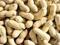 100 % Raw peanuts inshell