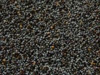 Top Quality Poppy Seeds (Blue , Brown & White Poppy Seed)