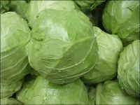 Fresh cabbage made in Vietnam