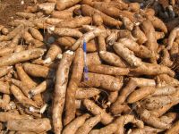 Fresh Cassava Best Quality For Sale