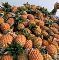 FRESH PINEAPPLES FROM VIETNAM WITH BEST PRICE