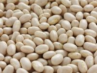 White Haricot Beans 500-550pcs/100g white navy beans