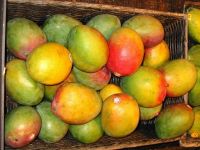 Certified Organic Fresh Mango
