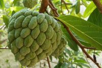 Grade A Quality Sugar Apple