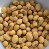 Premium Quality Food Organic Soybean