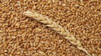 Russian , Ukrainian Wheat