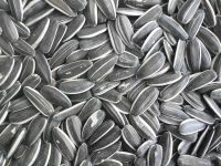 Hot Sale High Quality organic sunflower seeds