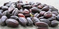 Jojoba Seeds