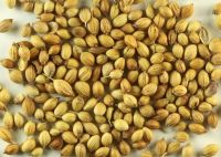 High quality coriander seeds
