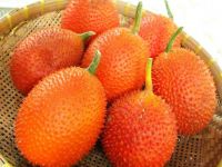 FRESH GAC FRUIT - HIGH QUALITY - BEST PRICE