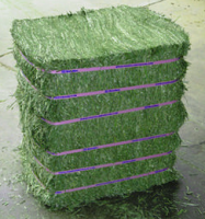 High quality alfalfa hay