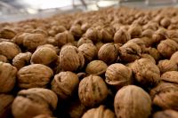 walnuts in shell