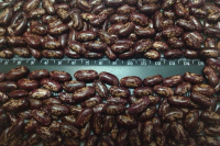 Red mottled beans
