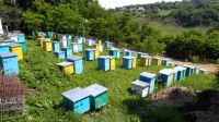 Natural bee honey 100% Moldova origin
