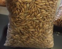 Animal feed barley from Russia in hot supply