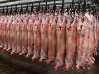 CARCASS/HALAL FRESH / FROZEN GOAT / LAMB / SHEEP MEAT /