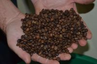 green coffee beans, arabica coffee beans, unroasted coffee beans