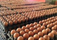 Fresh Table Chicken Eggs ( Brown and White)