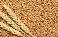 High Quality Wheat Available for Sale