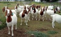 Boer Goat, Kalahari Red, Merino Sheep, Doper Sheep, Bull
