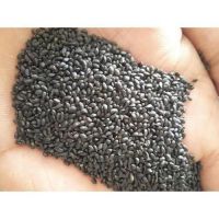 High Quality Cheap Exquisite Basil Seeds (Tukmaria)