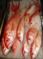 Frozen Red Seabream Fishes, red dragon fish , red Snapper Fish and Frozen Hilsa Fish